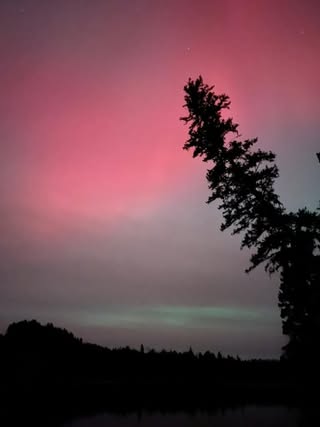 Pink aurora with tree silhouettes