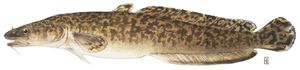 Burbot illustration