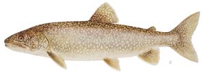 Lake trout illustration