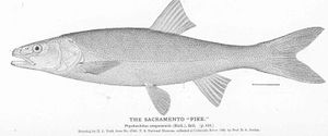 Northern pikeminnow illustration