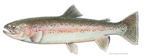 Rainbow trout illustration