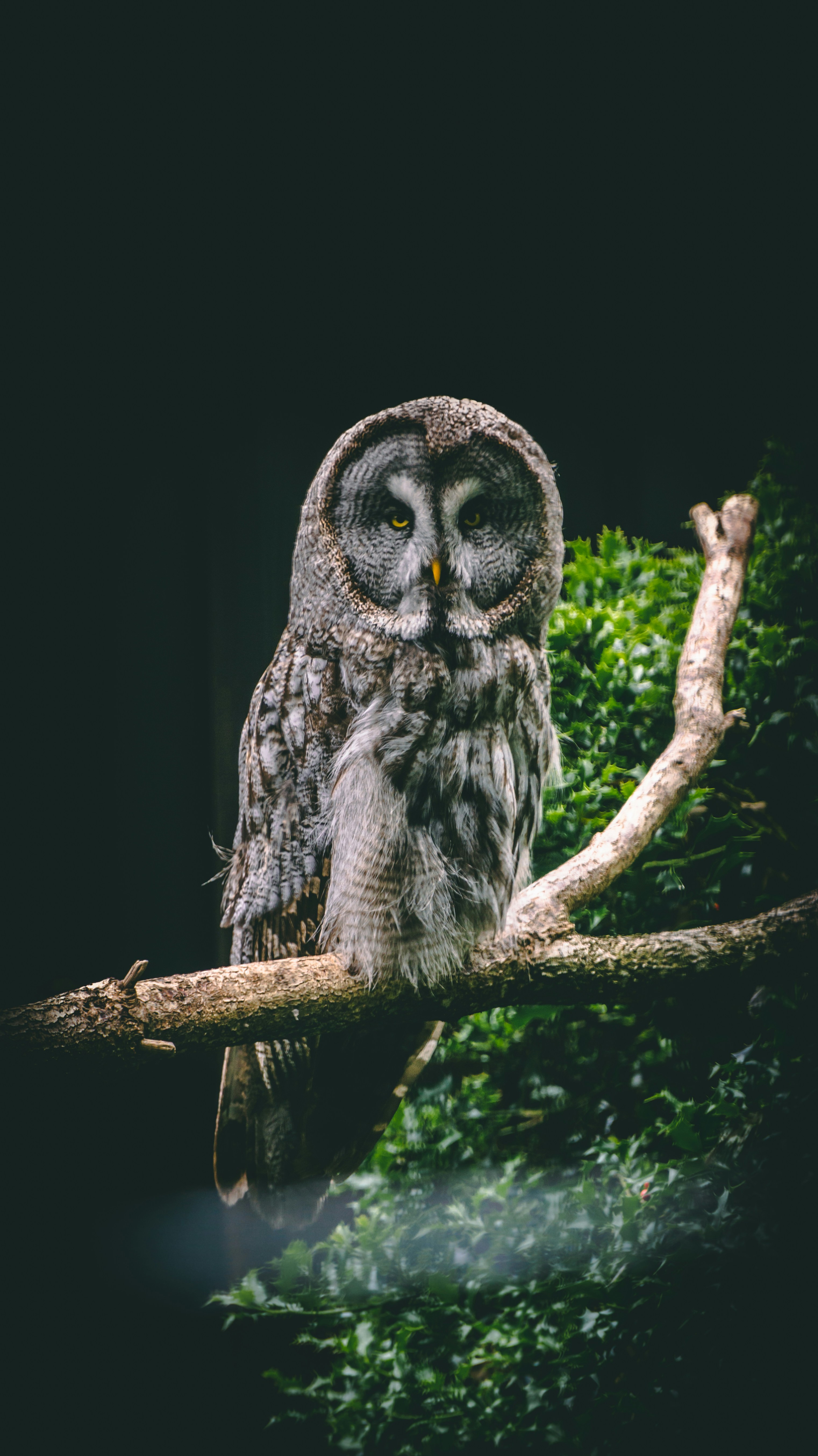 Great Grey Owl perched on a mossy branch