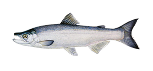 Kokanee salmon illustration