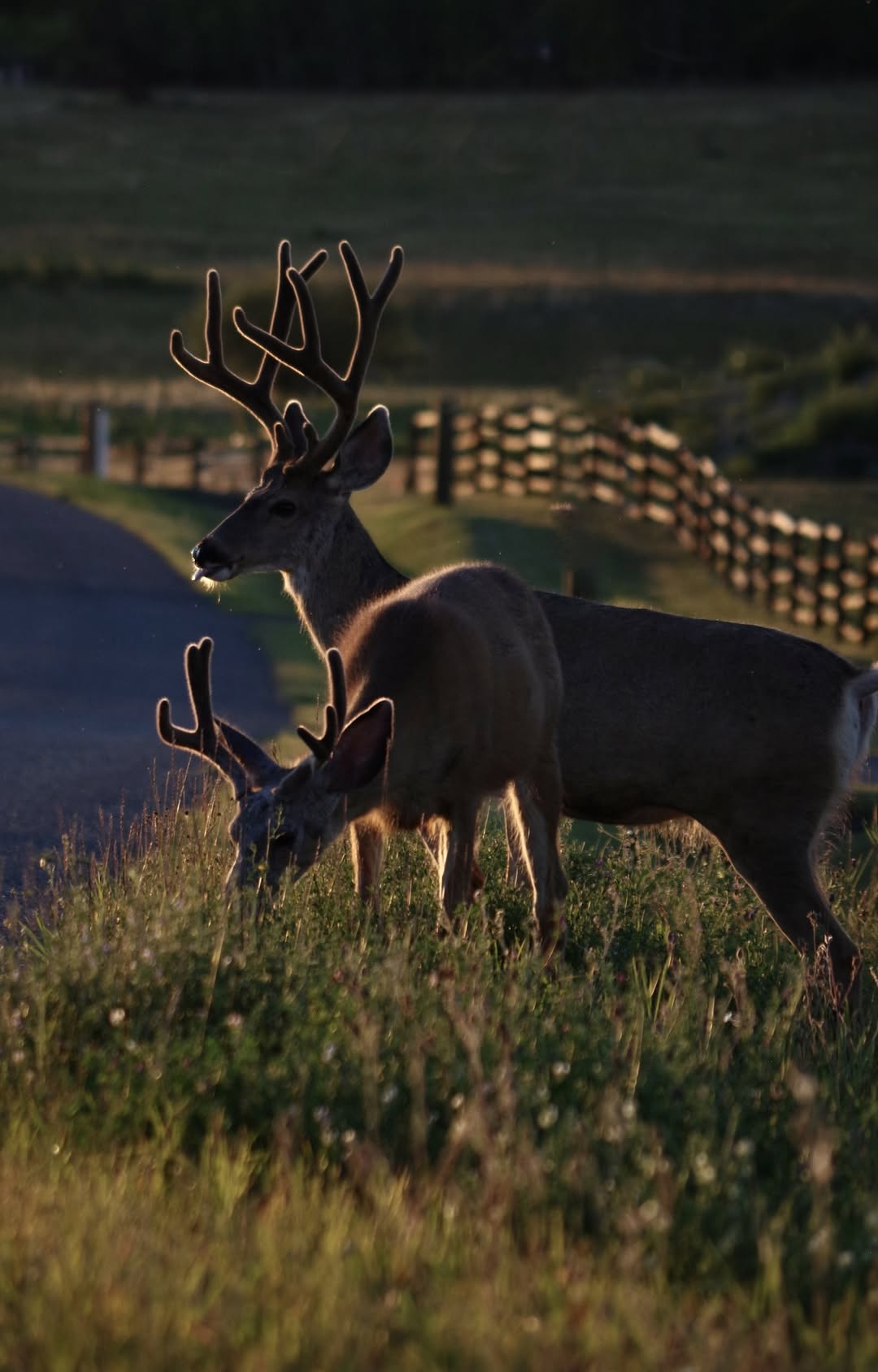 Mule deer on the property