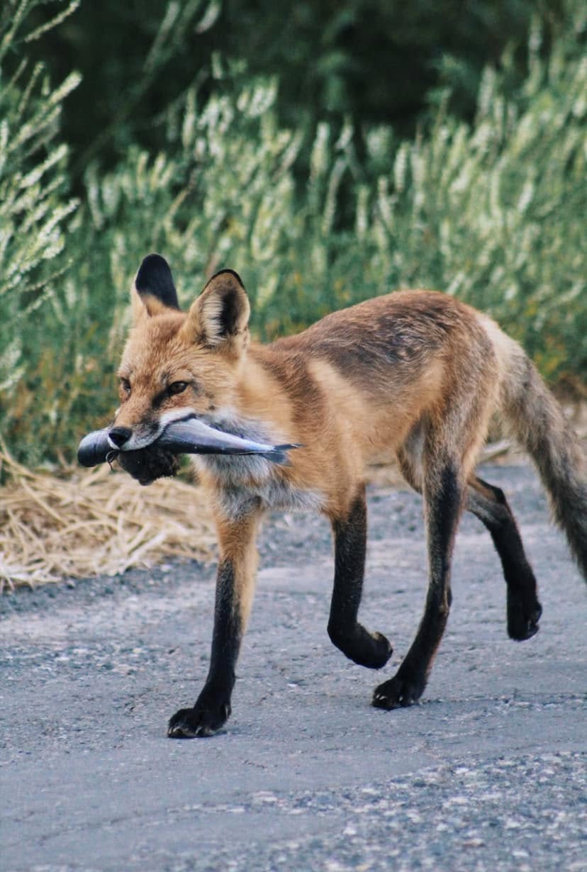 Red fox at the lake