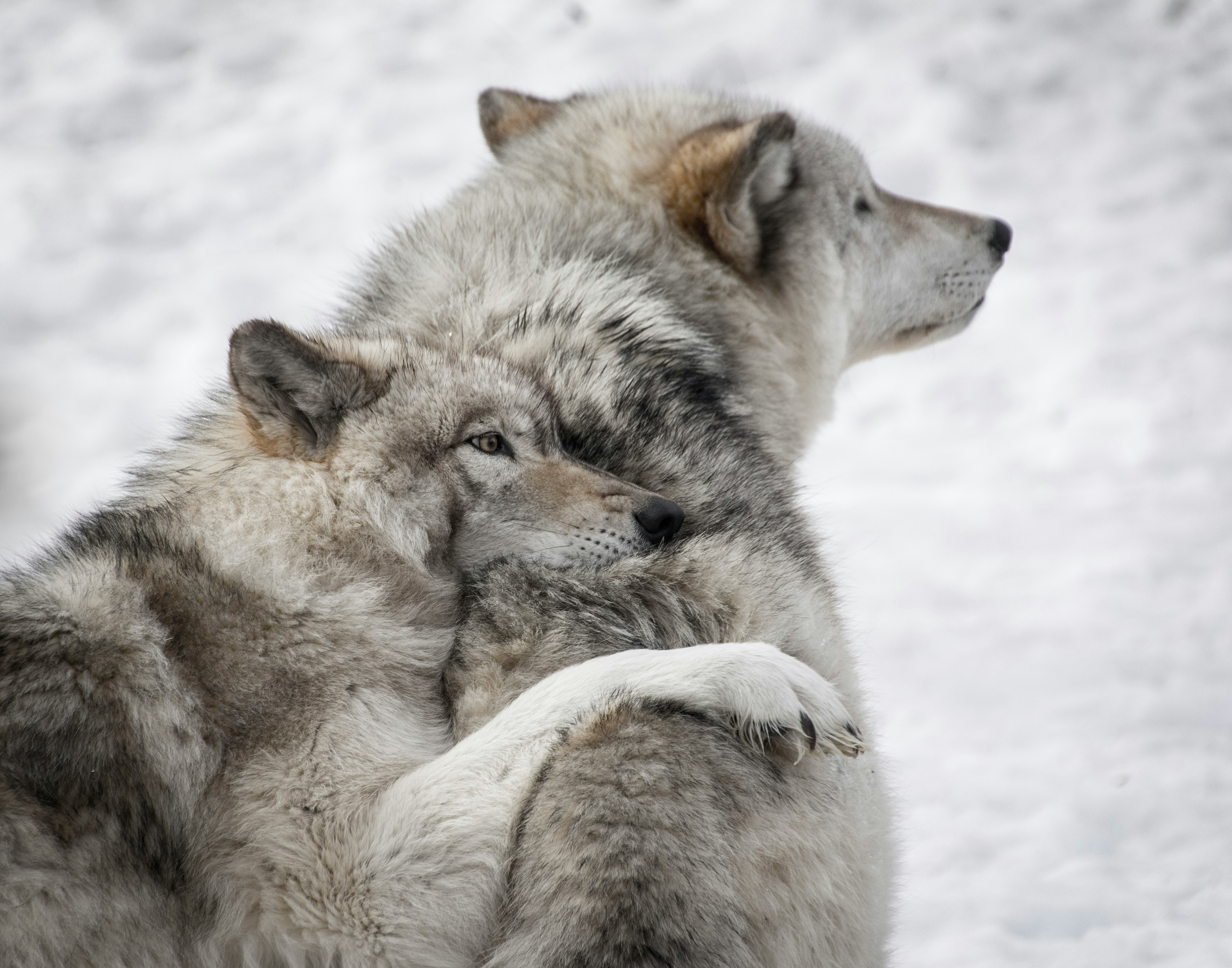 Wolves in Wells Gray